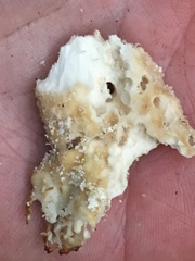 Laetiporus versisporus