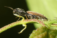 Agriotes ustulatus