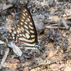 Graphium arycles