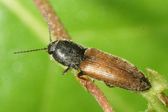 Agriotes ustulatus
