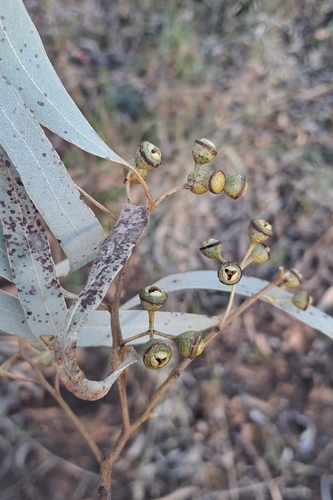 Eucalyptus cullenii observed 2026-04-27