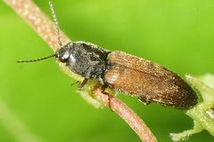 Agriotes ustulatus
