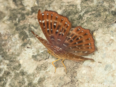 Zemeros flegyas allica