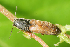 Agriotes ustulatus
