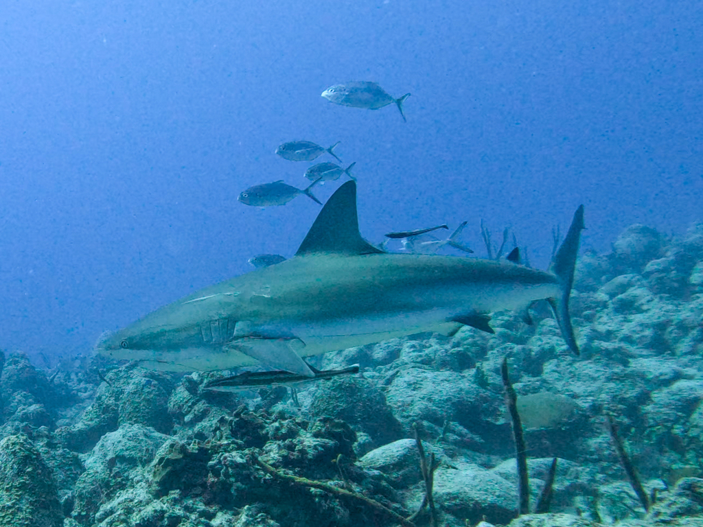 Caribbean reef shark with jacks swimming above the reef