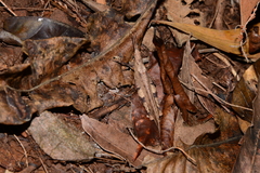 Desmoptera truncatipennis