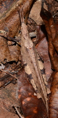 Desmoptera truncatipennis