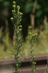 Erysimum marschallianum