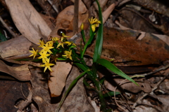 Apostasia wallichii