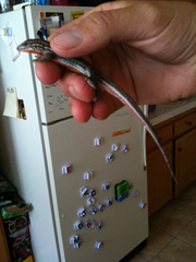 Aspidoscelis hyperythrus beldingi