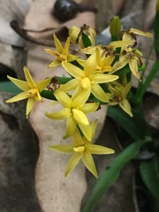 Apostasia wallichii