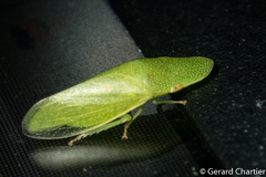 Petalocephala