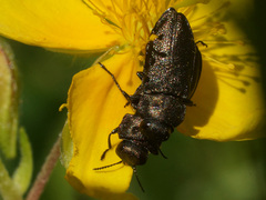 Anthaxia quadripunctata