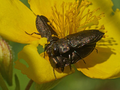 Anthaxia quadripunctata