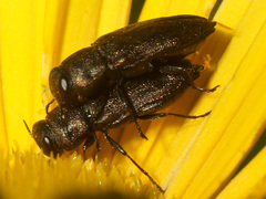 Anthaxia quadripunctata