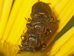 Anthaxia quadripunctata