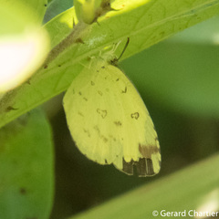 Eurema hecabe hecabe