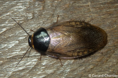 Pycnoscelus indicus