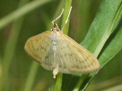 Paratalanta pandalis