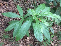 Deplanchea tetraphylla