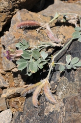 Astragalus neo-popovii