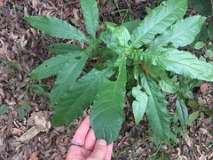 Deplanchea tetraphylla