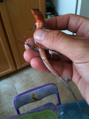 Aspidoscelis hyperythrus beldingi