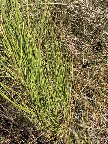 Anginon difforme, photograph 3
