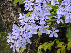 Vanda coerulea