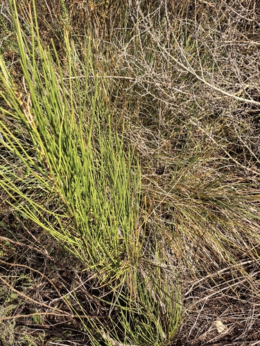 Anginon difforme, photograph 4