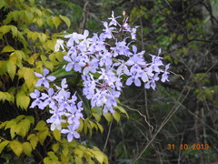Vanda coerulea