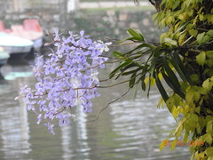 Vanda coerulea