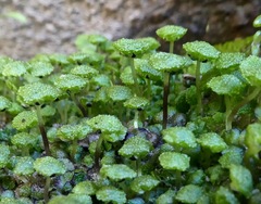 Cryptomitrium tenerum