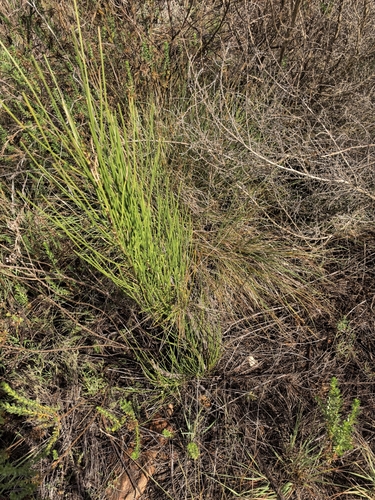 Anginon difforme, photograph 5