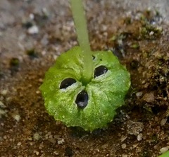 Cryptomitrium tenerum