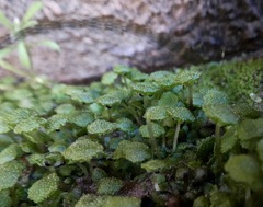 Cryptomitrium tenerum