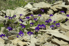 Viola oreades
