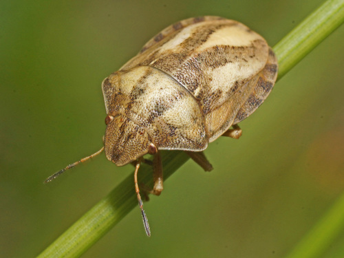 European Tortoise Bug, photo 7 of 8