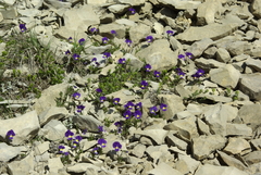 Viola oreades