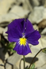 Viola oreades