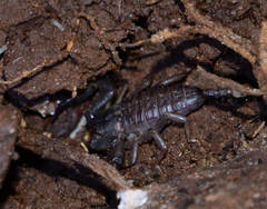 Hormurus