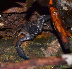 Hormurus