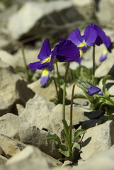Viola oreades