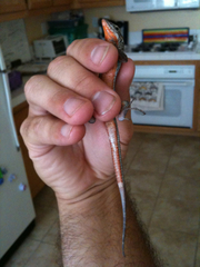 Aspidoscelis hyperythrus beldingi