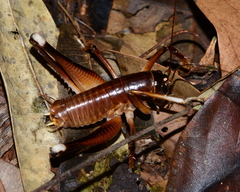 Penalva flavocalceata