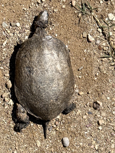Mauremys rivulata