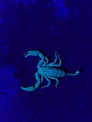 Hormurus