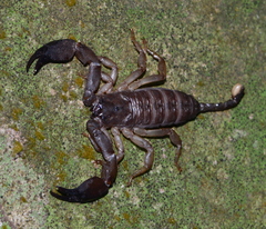 Hormurus