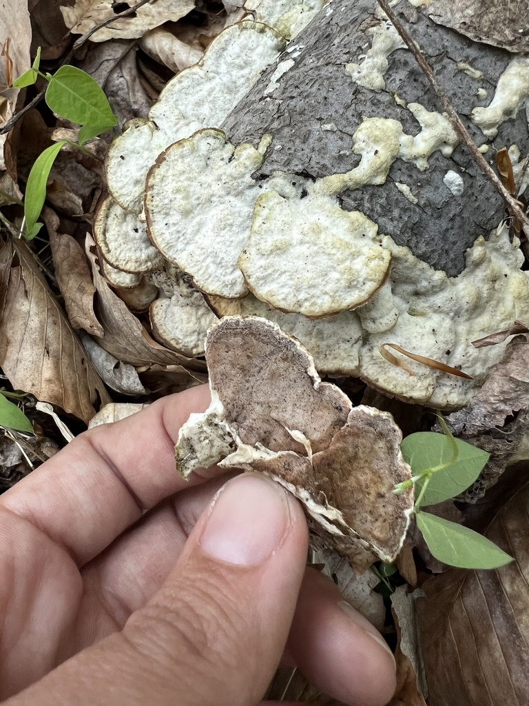 Gloeoporus dichrous · April 2026 · photo: © phillymycobeth (iNaturalist, cc0)