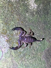 Hormurus